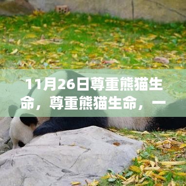 尊重熊猫生命，自然与和谐的生命教育课