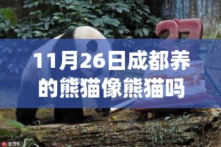 揭秘成都熊猫成长之旅，如何判断饲养的熊猫是否名副其实？