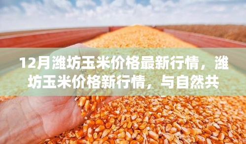 12月潍坊玉米价格最新动态，探索心灵宁静之旅与自然的和谐共舞