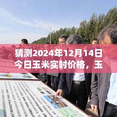 玉米情缘，未来价格猜测与深厚友情交织的故事，2024年玉米实时价格预测