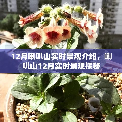 喇叭山12月实时景观探秘，冬季美景一览