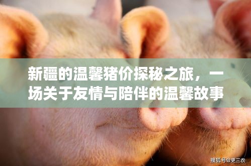 新疆猪价探秘之旅，友情与陪伴的温馨篇章
