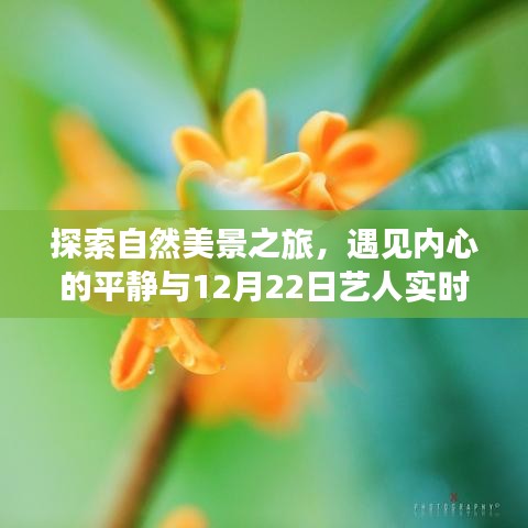 自然探索之旅与数据分析软件的奇妙缘分，遇见内心的平静与实时数据魅力