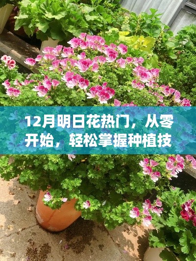 12月热门花卉明日花种植技巧，零基础轻松掌握