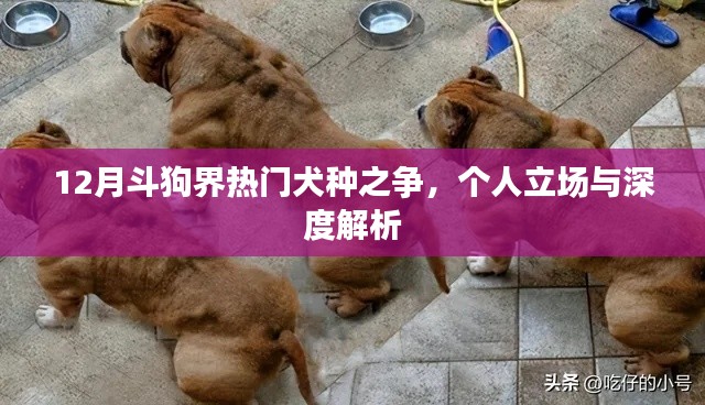 12月斗狗热门犬种之争，个人立场与深度解析全揭秘