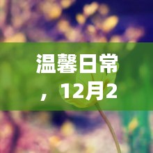 温馨日常，壁纸鲜花背后的故事，12月22日的温暖瞬间