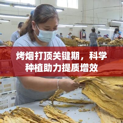烤烟打顶关键期，科学种植助力提质增效