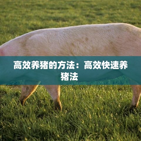 高效养猪的方法：高效快速养猪法 