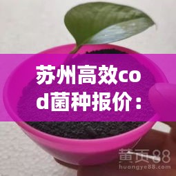 苏州高效cod菌种报价：除cod菌种 