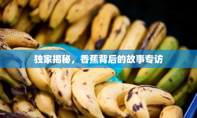 独家揭秘，香蕉背后的故事专访