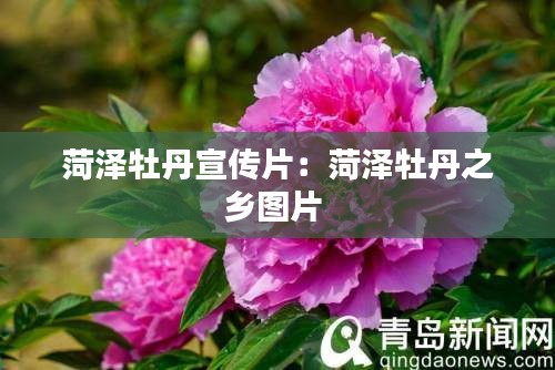 菏泽牡丹宣传片：菏泽牡丹之乡图片 