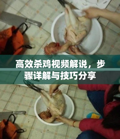 高效杀鸡视频解说，步骤详解与技巧分享