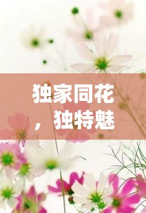 独家同花，独特魅力的绚烂绽放