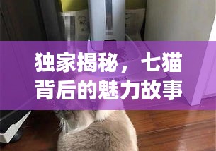 窗明几净 第3页