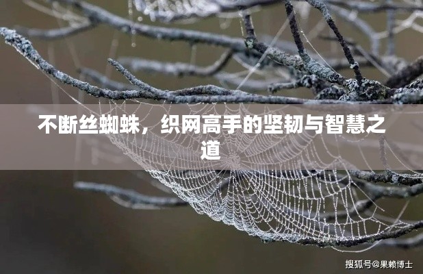 不断丝蜘蛛，织网高手的坚韧与智慧之道