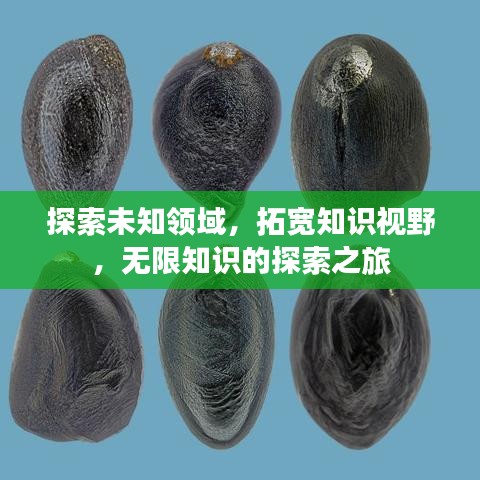 探索未知领域，拓宽知识视野，无限知识的探索之旅