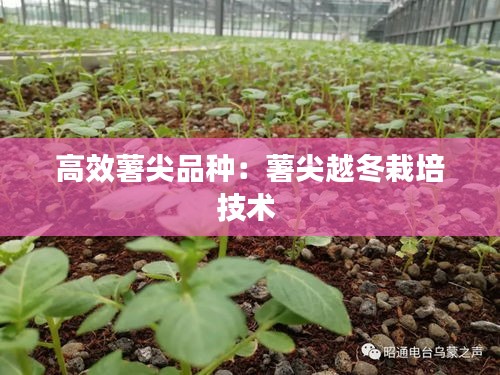 高效薯尖品种：薯尖越冬栽培技术 