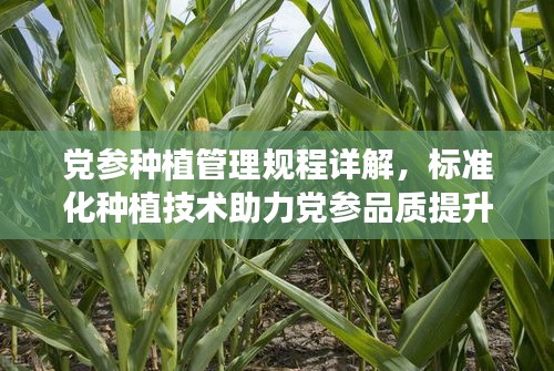 党参种植管理规程详解，标准化种植技术助力党参品质提升