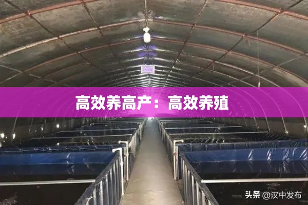 高效养高产：高效养殖 