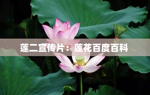 莲二宣传片：莲花百度百科 