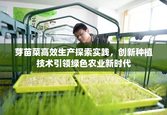 芽苗菜高效生产探索实践，创新种植技术引领绿色农业新时代