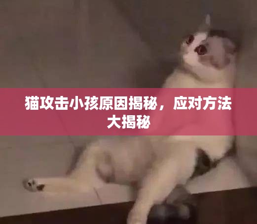 猫攻击小孩原因揭秘，应对方法大揭秘