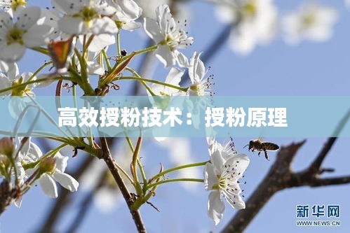 高效授粉技术：授粉原理 