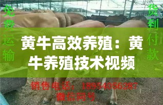 黄牛高效养殖：黄牛养殖技术视频播放 