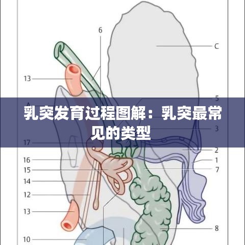 乳突发育过程图解：乳突最常见的类型 