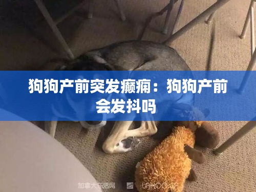 狗狗产前突发癫痫：狗狗产前会发抖吗 
