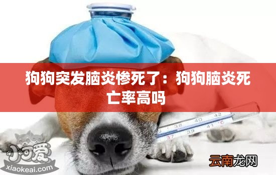 狗狗突发脑炎惨死了：狗狗脑炎死亡率高吗 