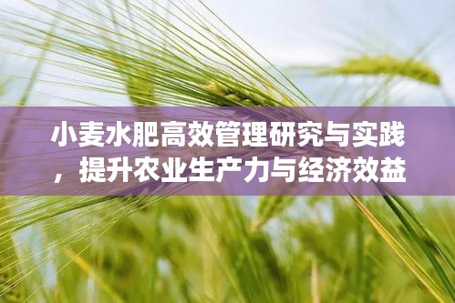小麦水肥高效管理研究与实践，提升农业生产力与经济效益的关键之道