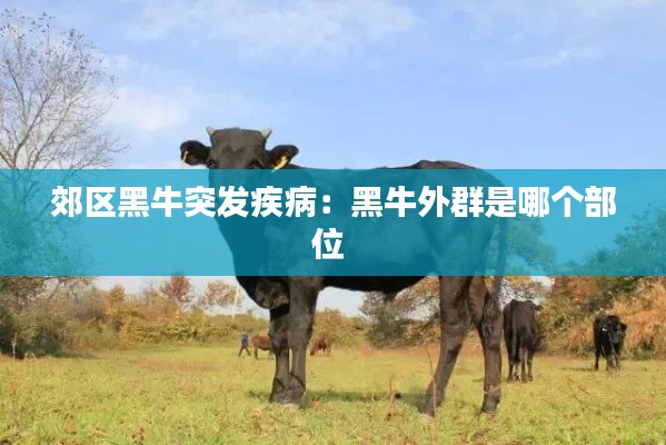 郊区黑牛突发疾病：黑牛外群是哪个部位 