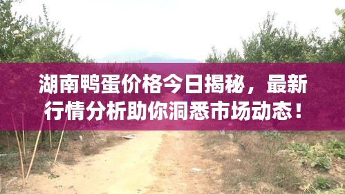 湖南鸭蛋价格今日揭秘，最新行情分析助你洞悉市场动态！