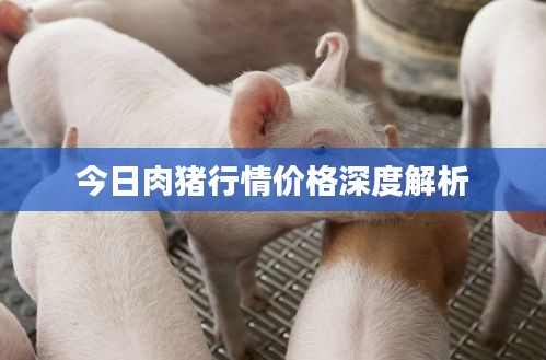 今日肉猪行情价格深度解析