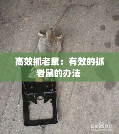 高效抓老鼠：有效的抓老鼠的办法 