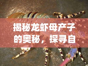 揭秘龙虾母产子的奥秘，探寻自然奇迹的神奇之旅！