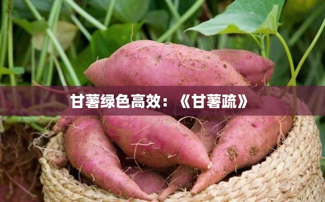 甘薯绿色高效：《甘薯疏》 