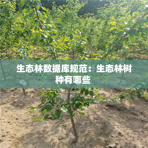 生态林数据库规范：生态林树种有哪些 