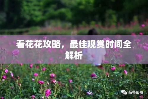 看花花攻略，最佳观赏时间全解析