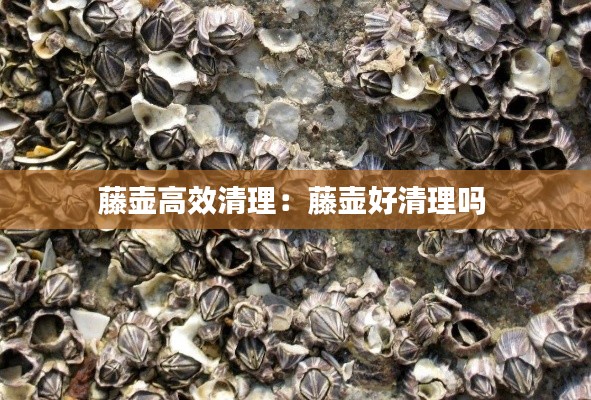 藤壶高效清理：藤壶好清理吗 