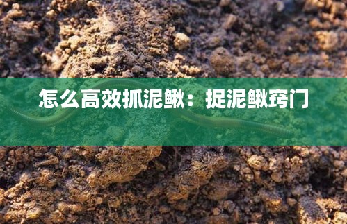 怎么高效抓泥鳅：捉泥鳅窍门 