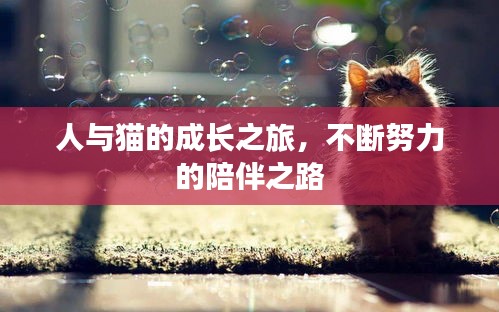人与猫的成长之旅，不断努力的陪伴之路