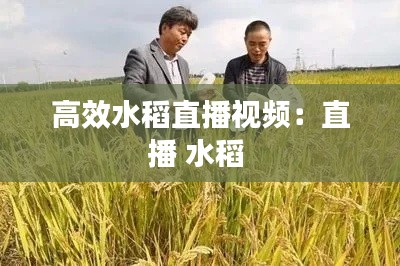高效水稻直播视频：直播 水稻 