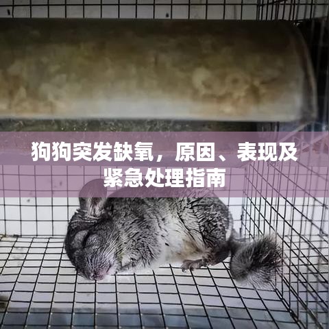 狗狗突发缺氧，原因、表现及紧急处理指南