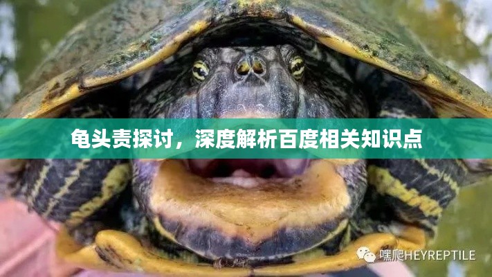 龟头责探讨，深度解析百度相关知识点