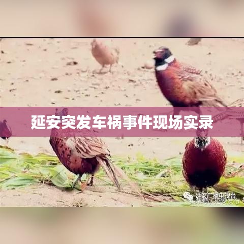 延安突发车祸事件现场实录