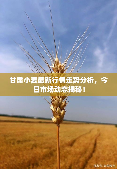 甘肃小麦最新行情走势分析，今日市场动态揭秘！