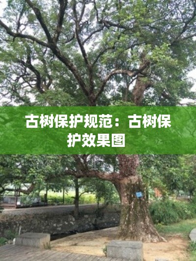 古树保护规范：古树保护效果图 