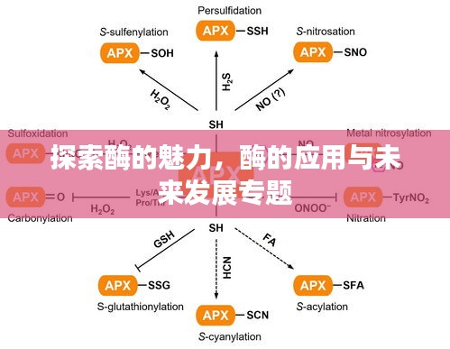 探索酶的魅力，酶的应用与未来发展专题